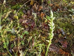 Spiranthes ochroleuca