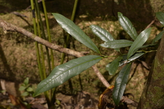 Beilschmiedia elliptica