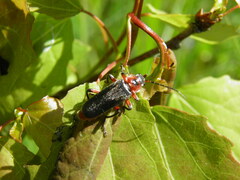 Cantharis rustica