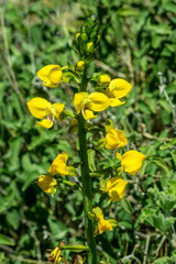 Eulophia speciosa