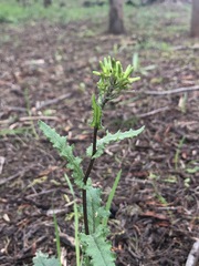Senecio picridioides