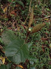 Trichocladus crinitus