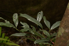 Beilschmiedia elliptica