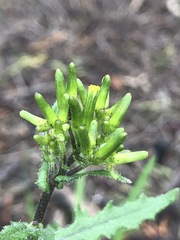 Senecio picridioides