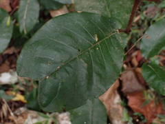 Trichocladus crinitus