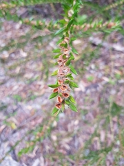 Aotus lanigera