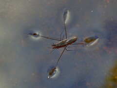 Aquarius paludum paludum