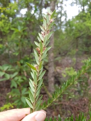 Aotus lanigera
