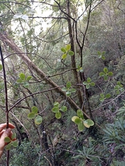 Coprosma foetidissima