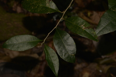 Cleistanthus cunninghamii