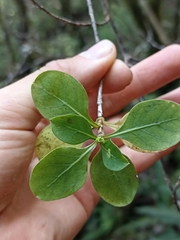 Coprosma foetidissima