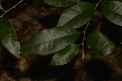 Cleistanthus cunninghamii