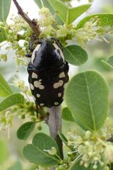 Phoxomela umbrosa