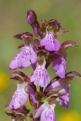 Orchis spitzelii