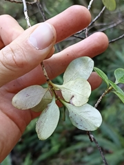 Coprosma foetidissima