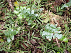 Asplenium gemmiferum
