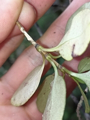 Coprosma foetidissima