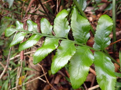 Asplenium gemmiferum