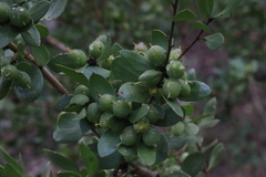 Persoonia cornifolia