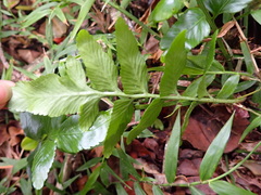 Asplenium gemmiferum