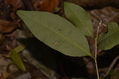 Cleistanthus cunninghamii