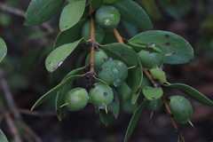 Persoonia cornifolia