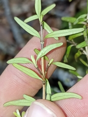 Coprosma colensoi