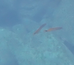 Trachinops caudimaculatus