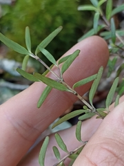 Coprosma colensoi