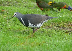 Leucosarcia melanoleuca