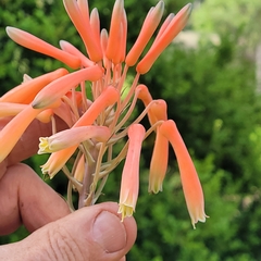 Aloe greatheadii