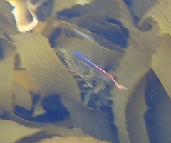 Trachinops caudimaculatus