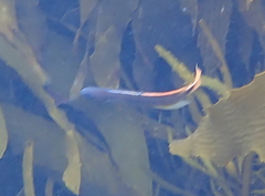 Trachinops caudimaculatus