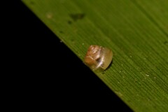 Coneuplecta calculosa