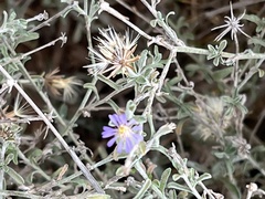 Vittadinia