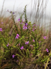 Jamesbrittenia microphylla