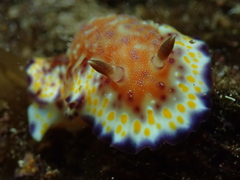 Goniobranchus collingwoodi