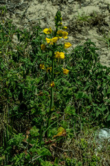 Eulophia speciosa