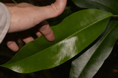 Baloghia inophylla