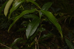 Baloghia inophylla