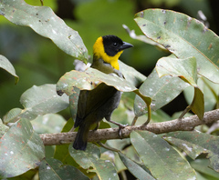 Ploceus nelicourvi