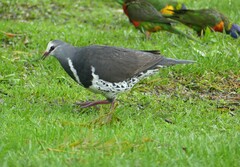 Leucosarcia melanoleuca