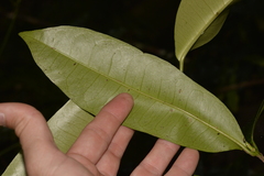 Baloghia inophylla