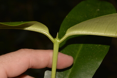 Baloghia inophylla