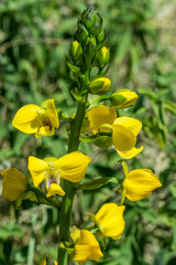 Eulophia speciosa