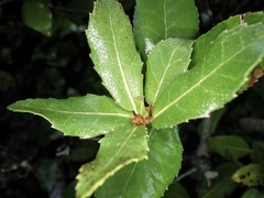Quercus phillyreoides