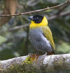 Ploceus nelicourvi