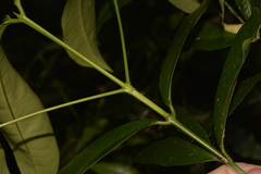 Baloghia inophylla