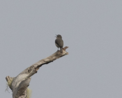 Randia pseudozosterops