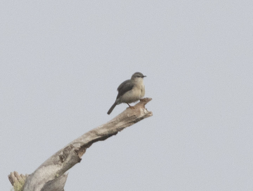 Rand's Warbler (Randia pseudozosterops), photo 9